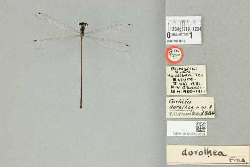 Coeliccia dorothea Fraser, 1933 - 013383659_dorsal