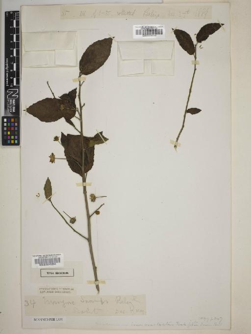 Malvaviscus arboreus var. mexicanus Schltdl. - BM000939068