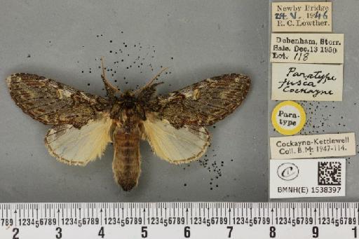 Peridea anceps ab. fusca Cockayne, 1951 - BMNHE_1538397_245106