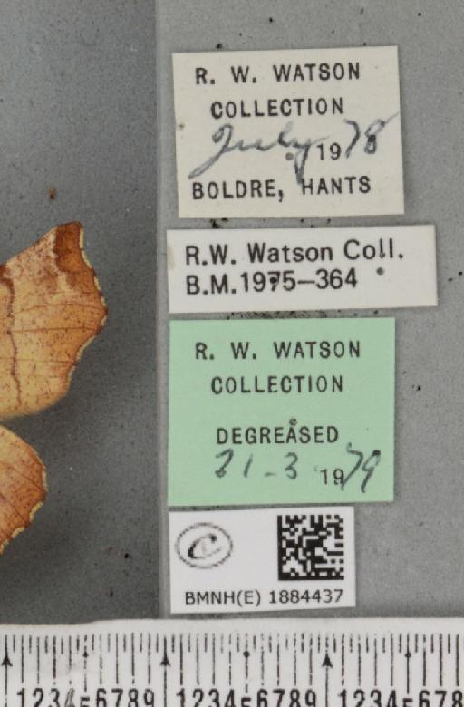 Selenia dentaria (Fabricius, 1775) - BMNHE_1884437_label_444789