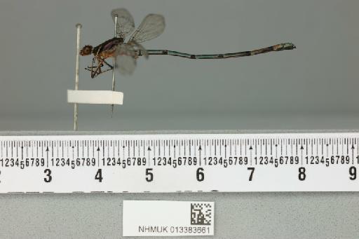 Argia cupreum f. form `d' Fraser - 013383661_lateral