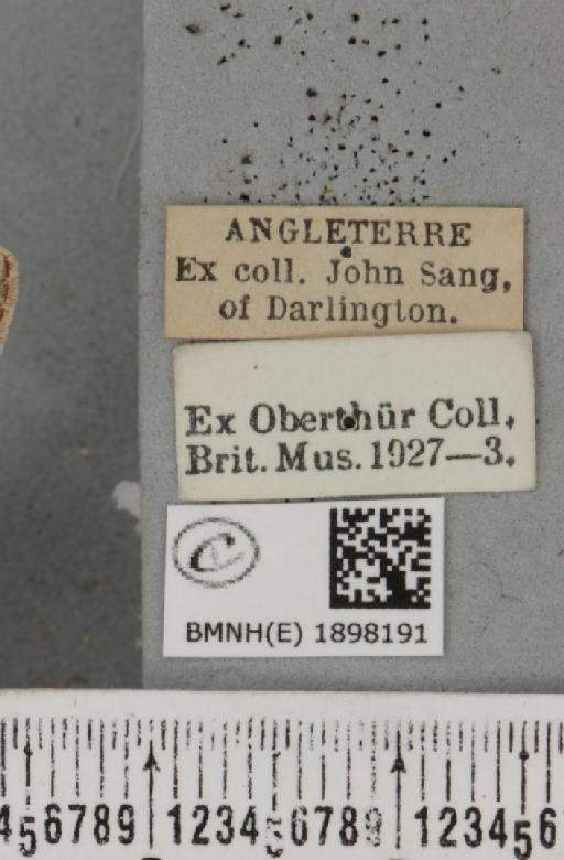 Lycia zonaria britannica (Harrison, 1912) - BMNHE_1898191_label_460403