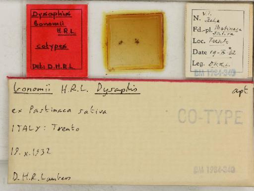 Dysaphis bonomii Hille Ris Lambers, 1935 - 014883431_additional