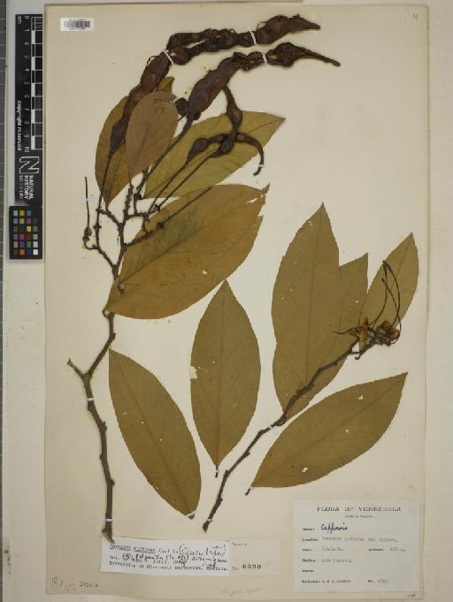Capparis fascicularis subsp. polyantha (Triana & Planch.) Iltis - BM010772089