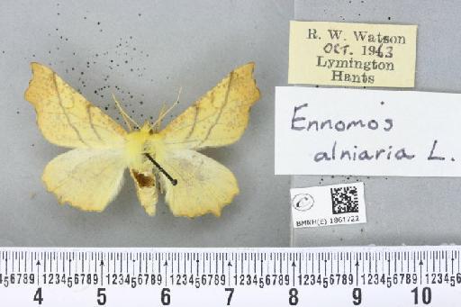 Ennomos alniaria (Linnaeus, 1758) - BMNHE_1861722_442556