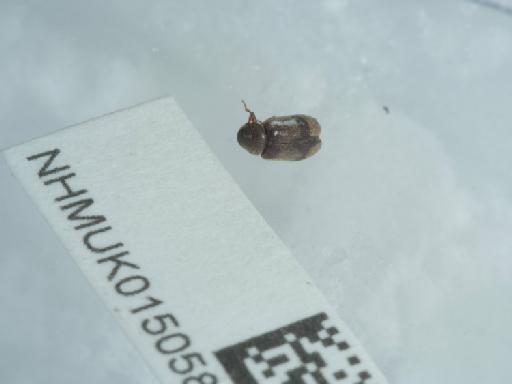 Ochina ptinoides (Marsham, 1802) - 015058644_3