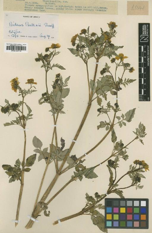 Bidens ballsii Sherff - BM001009739