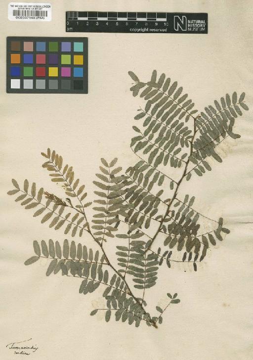 Tamarindus indica L. - BM000557640