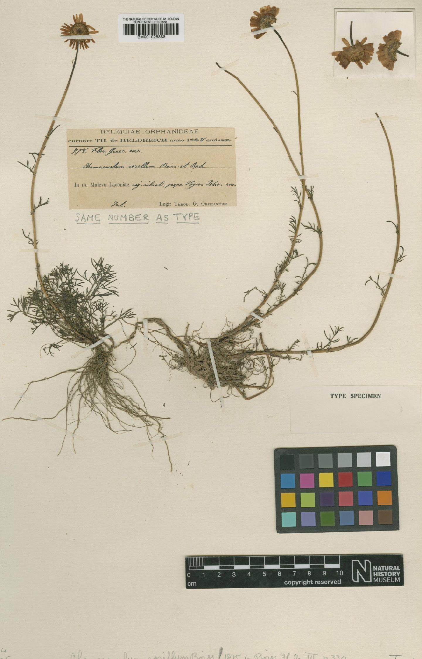 To NHMUK collection (Matricaria rosella Nyman; Type; NHMUK:ecatalogue:1914451)