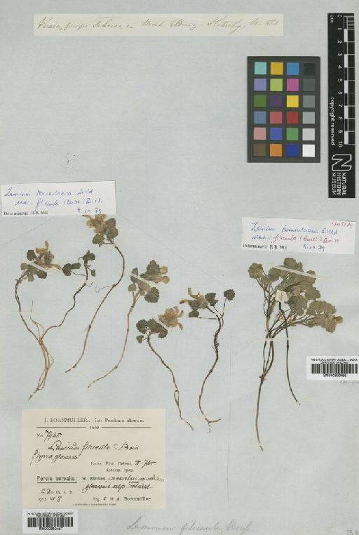 Lamium tomentosum var. filicaule (Boiss.) Boiss. - BM000950488