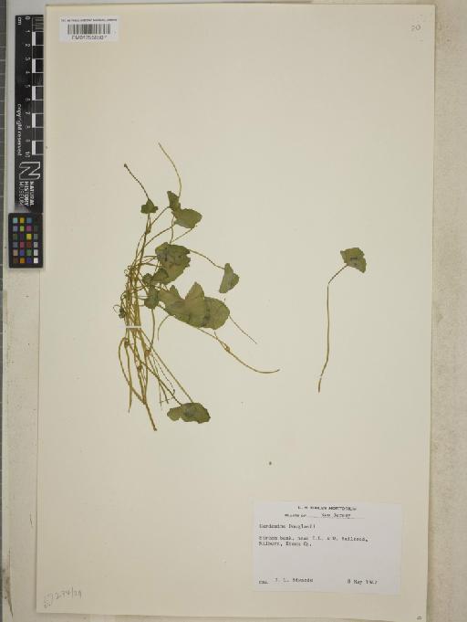 Cardamine douglasii Britton - BM012558507