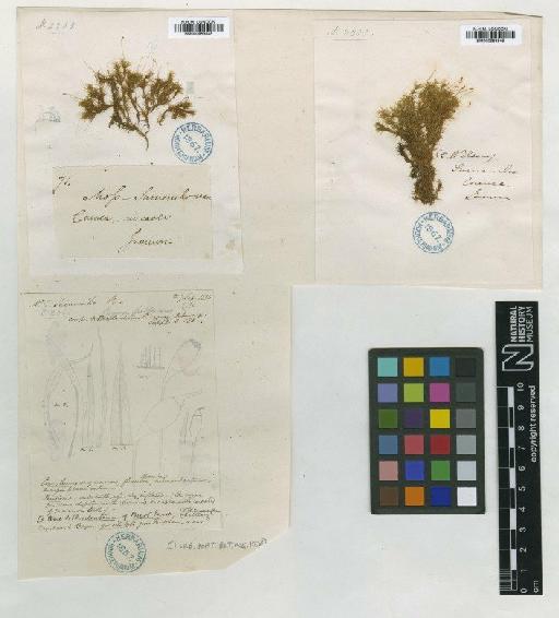 Orthodontium pellucens (Hook.) Bruch, Schimp. & W.Gümbel - BM000983545_a