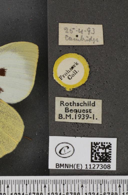 Pieris brassicae (Linnaeus, 1758) - BMNHE_1127308_label_84464