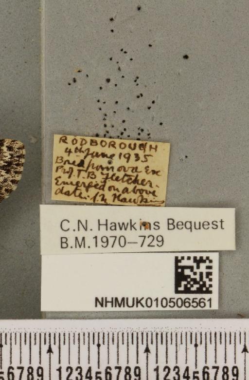 Acronicta rumicis (Linnaeus, 1758) - NHMUK_010506561_label_564199