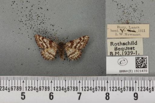 Ematurga atomaria (Linnaeus, 1758) - BMNHE_1921470_486786