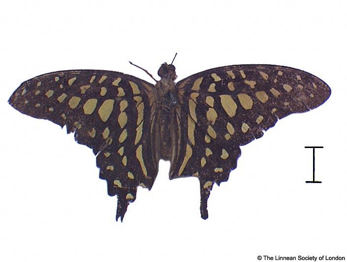 Papilio