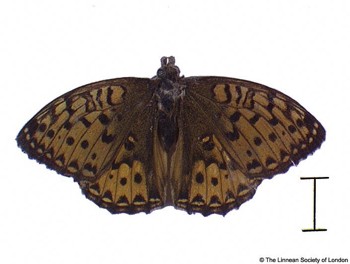 Papilio