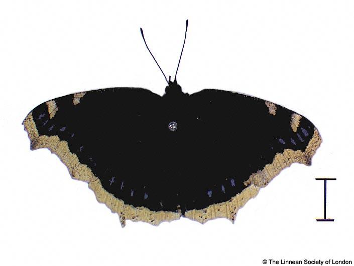 Papilio