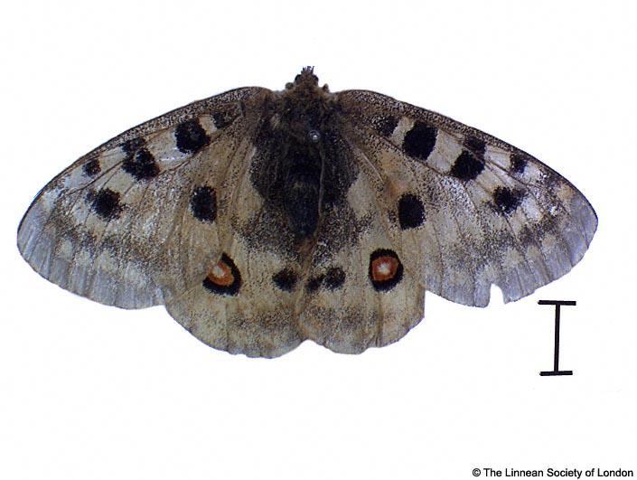 Papilio