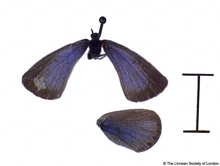 Papilio