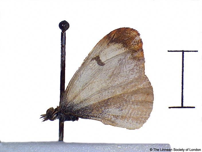 Papilio