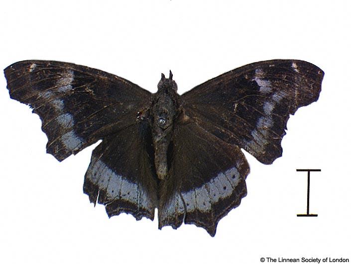 Papilio