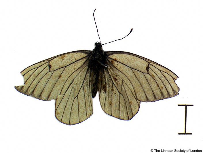 Papilio