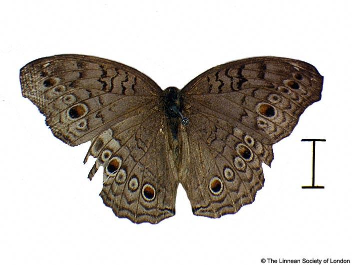 Papilio