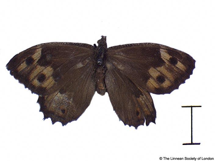 Papilio