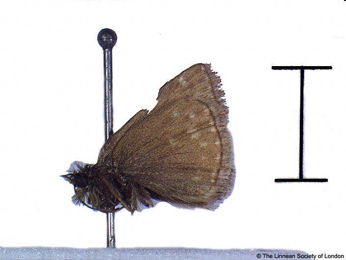 Papilio